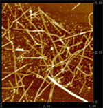 Carbon nanotube (5 µm x 5 µm) 