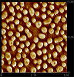 PS/PMMA film (5 µm x 5 µm) 